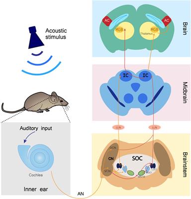 Auditory Dysfunction in Animal Models of Autism Spectrum Disorder